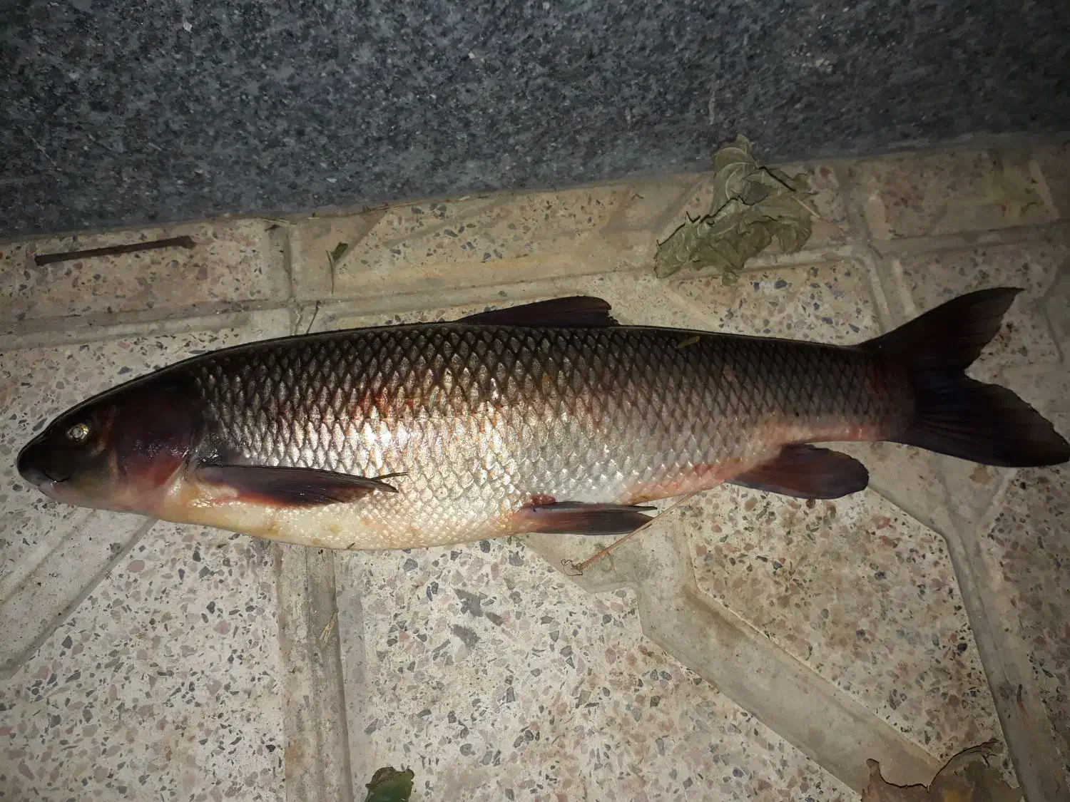 ماهی تازه ارس|ماهی|مرند, |دیوار