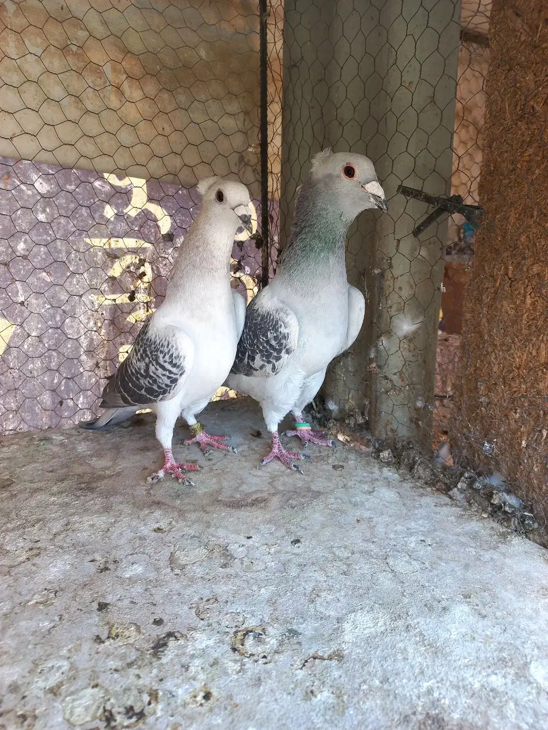 ۴ جفت سبز کاکلی. آلمانی. پشت سبز|پرنده|بیرجند, |دیوار