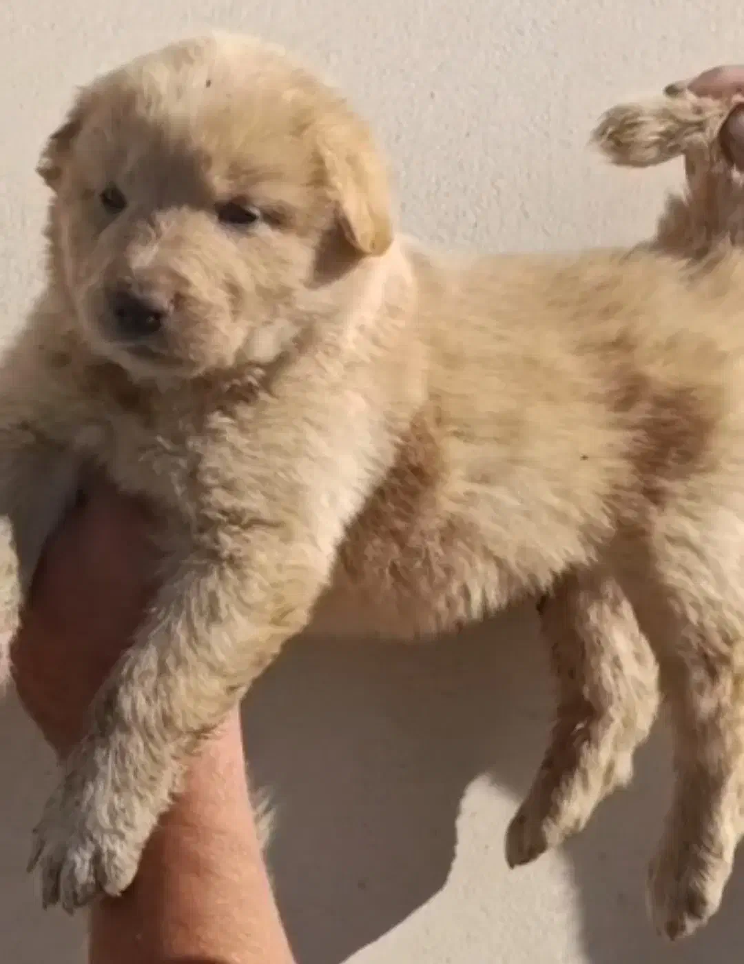 سگ اصیل آلابای|سگ|ساری, |دیوار