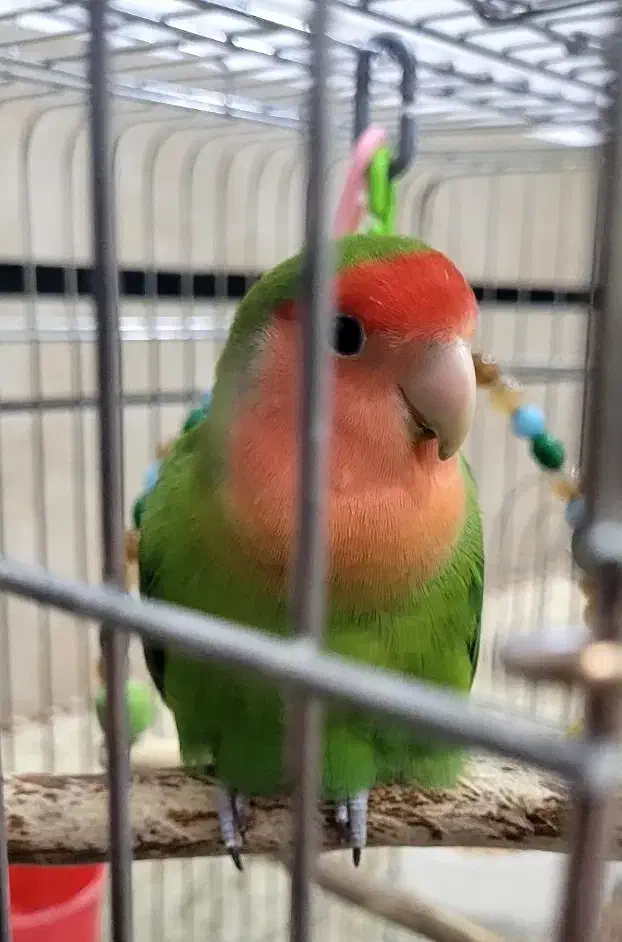 طوطی برزیلی|پرنده|دزفول, |دیوار