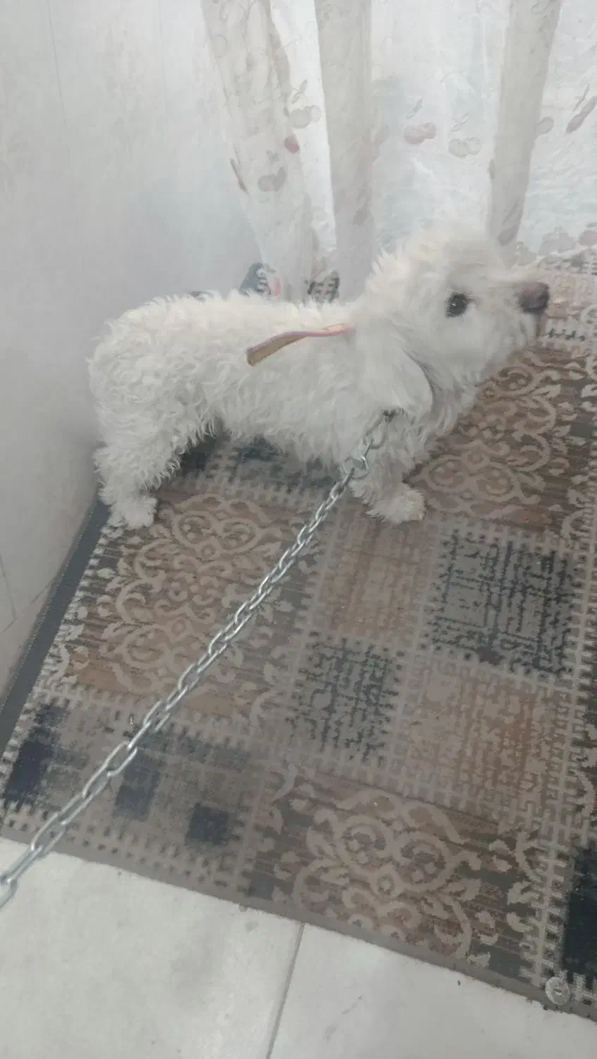 سگ شیتزو|سگ|یزد, |دیوار