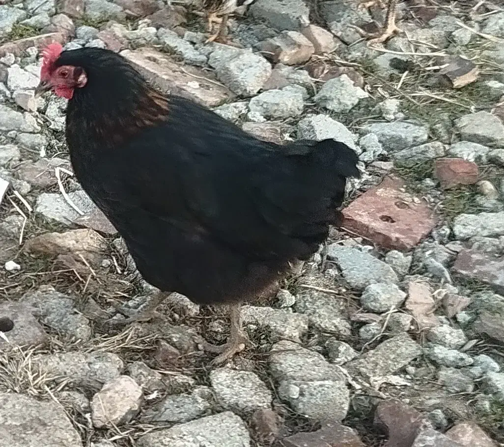 مرغ کوردی|حیوانات مزرعه|محمدیار, |دیوار