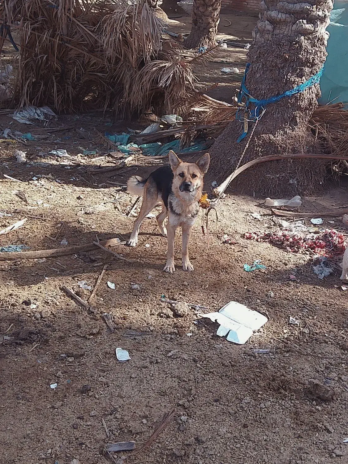 سگ ژرمن|سگ|جیرفت, |دیوار