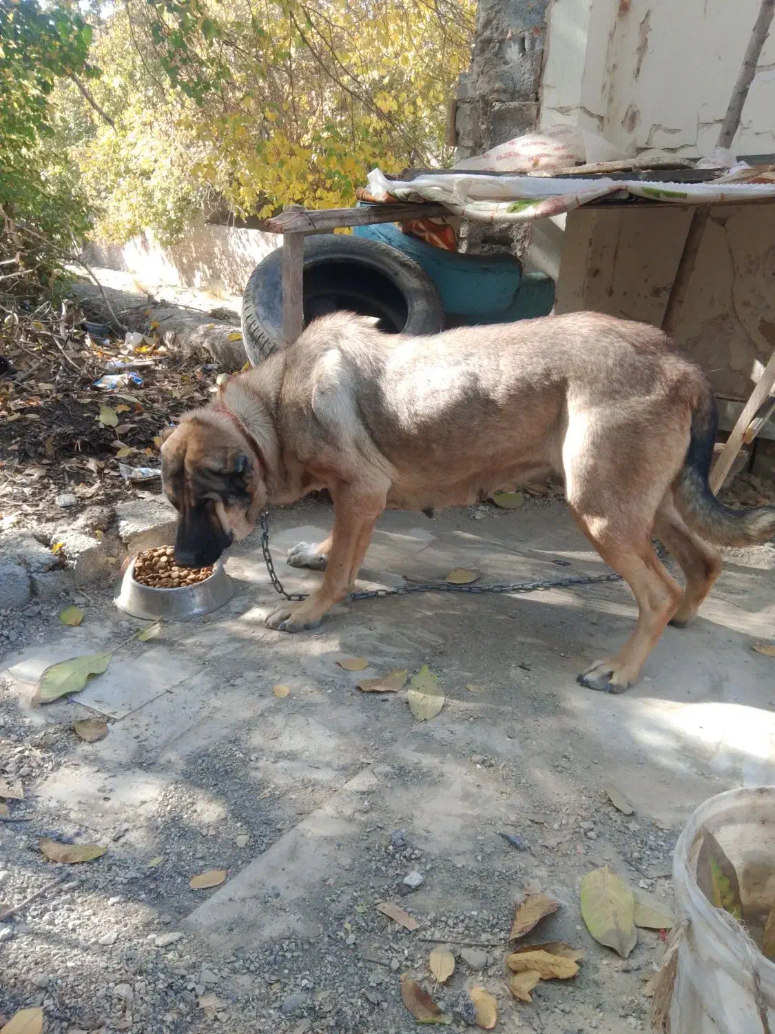 سگ سرابی ماده اصیل|سگ|رودهن, |دیوار