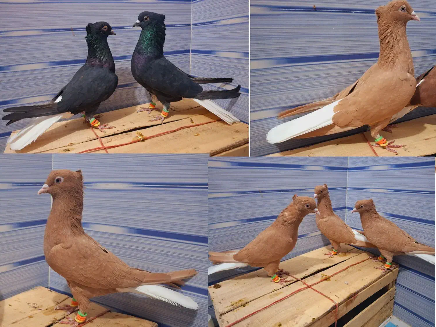 کبوتر|پرنده|نیشابور, شهرک اندیشه|دیوار