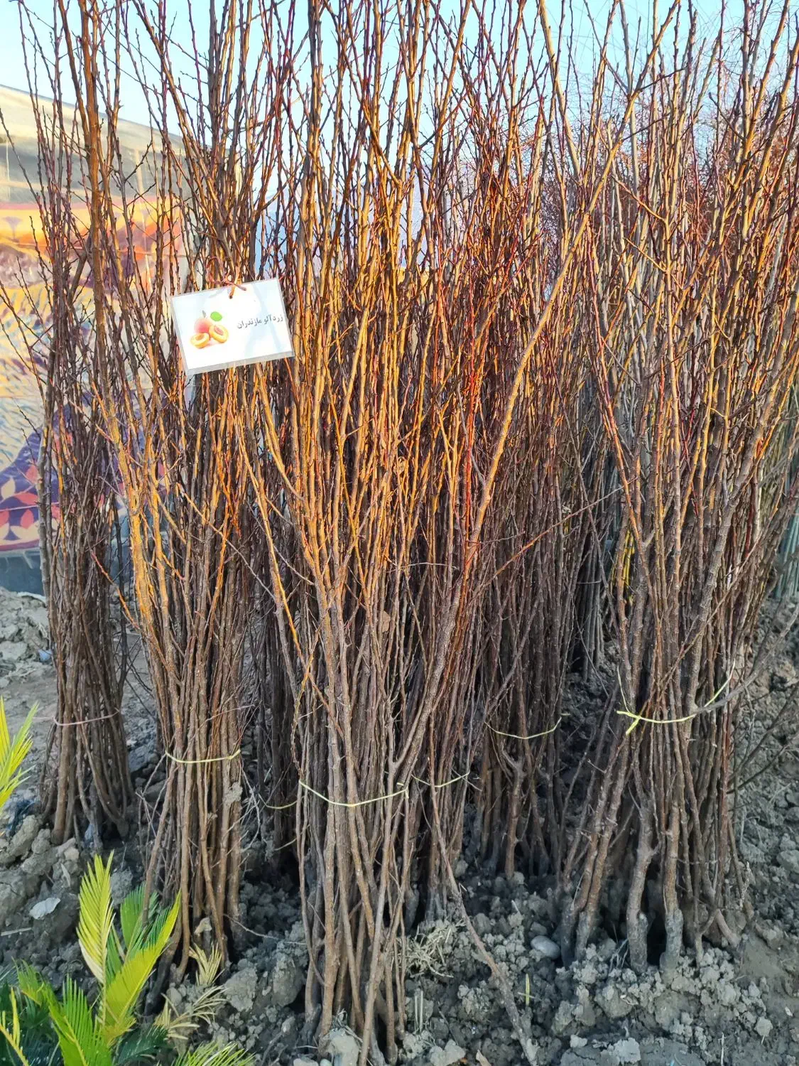 نهالستان وصال|فعالیت داوطلبانه|میاندوآب, |دیوار