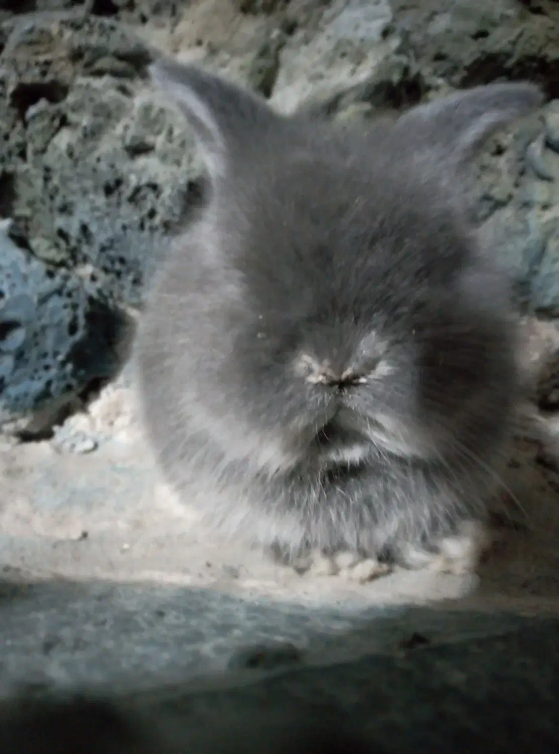 یک بچه خرگوش لوپ اصل|موش و خرگوش|فردوس (خراسان), |دیوار