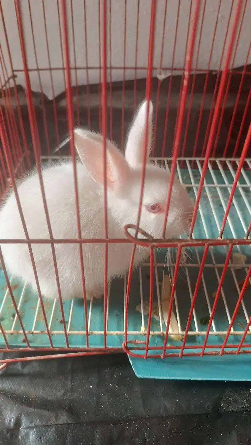 خرگوش|موش و خرگوش|آبادان, |دیوار