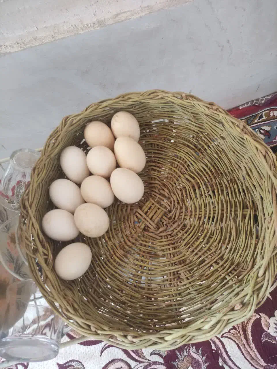 تخم مرغ گلین پنگوئنی|حیوانات مزرعه|یزد, |دیوار