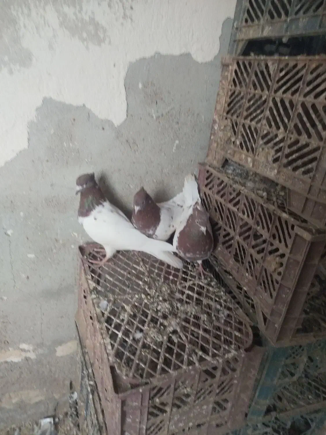 کله قرمز|پرنده|فیروزآباد (آذربایجان), |دیوار