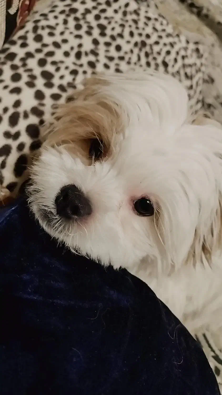 واگذاری شیتزوسوپرفلت اصیل|سگ|قدس, شهرقدس|دیوار