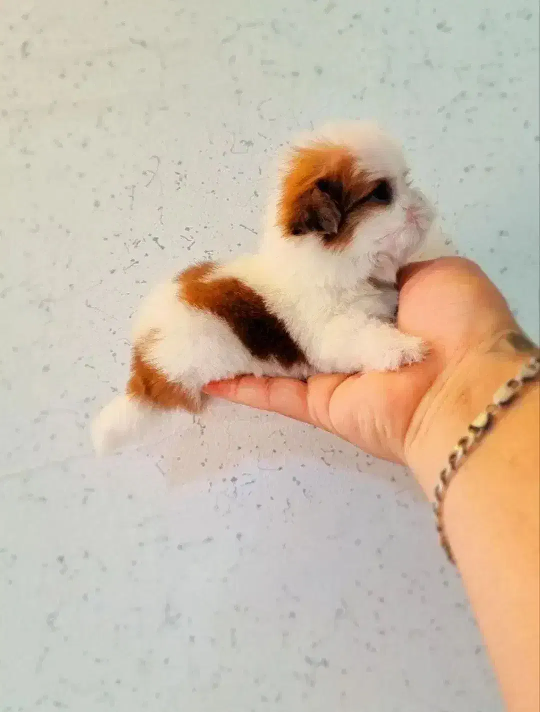 شیتزو|سگ|مشهد, ویلاشهر|دیوار