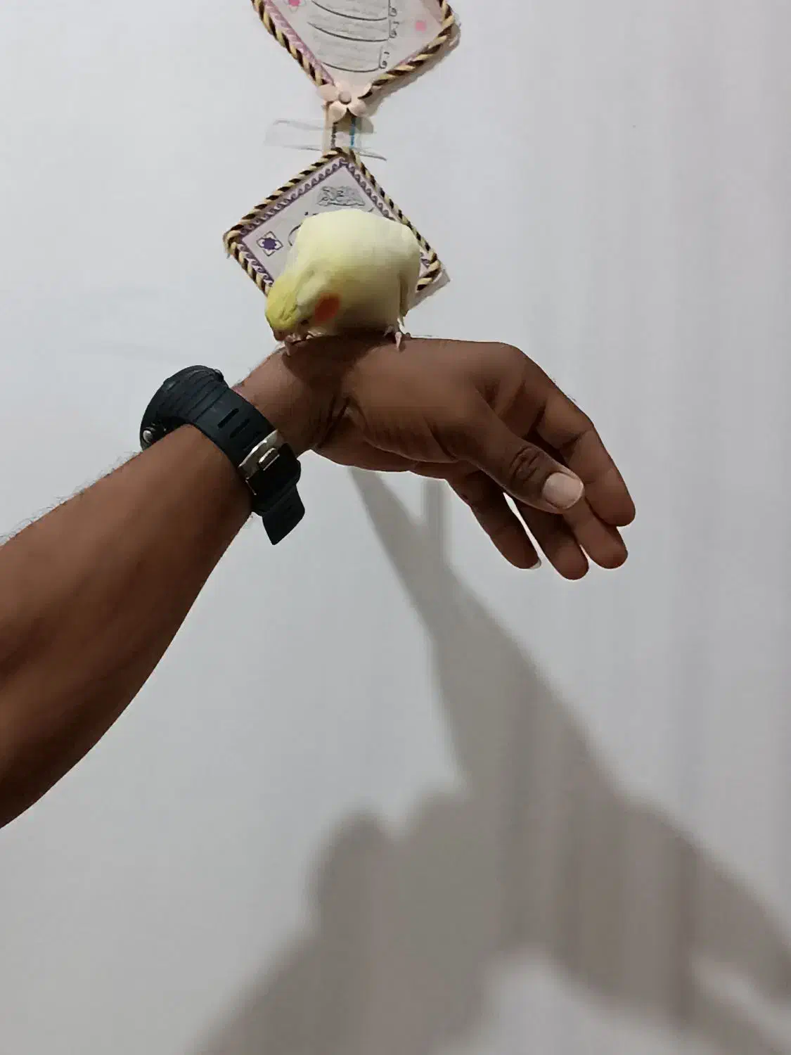 عروس هلندیم گم گشده|حیوانات|میناب, |دیوار