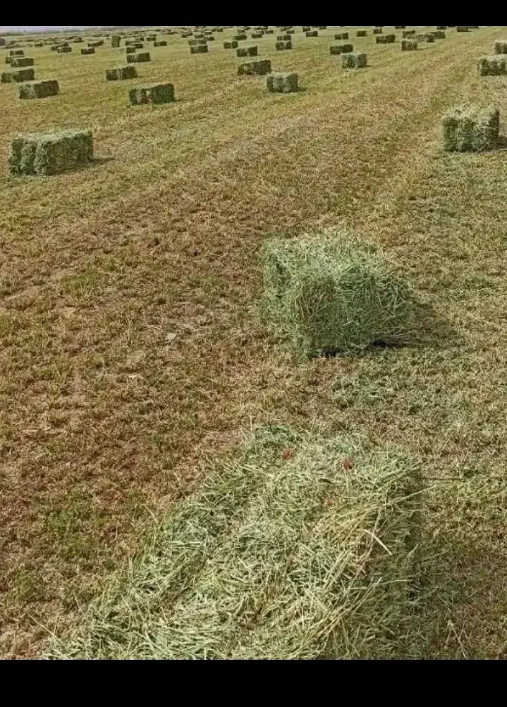 یونجه|خدمات باغبانی و درختکاری|قره چای, |دیوار