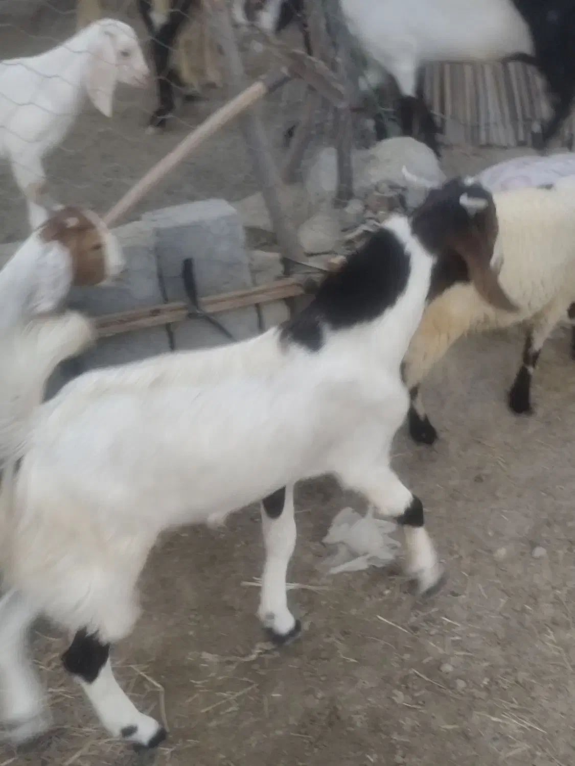 بز نر و ماده دورگ پاکستانی جوان شش ماه و هفت ماهه|حیوانات مزرعه|نیک شهر, |دیوار