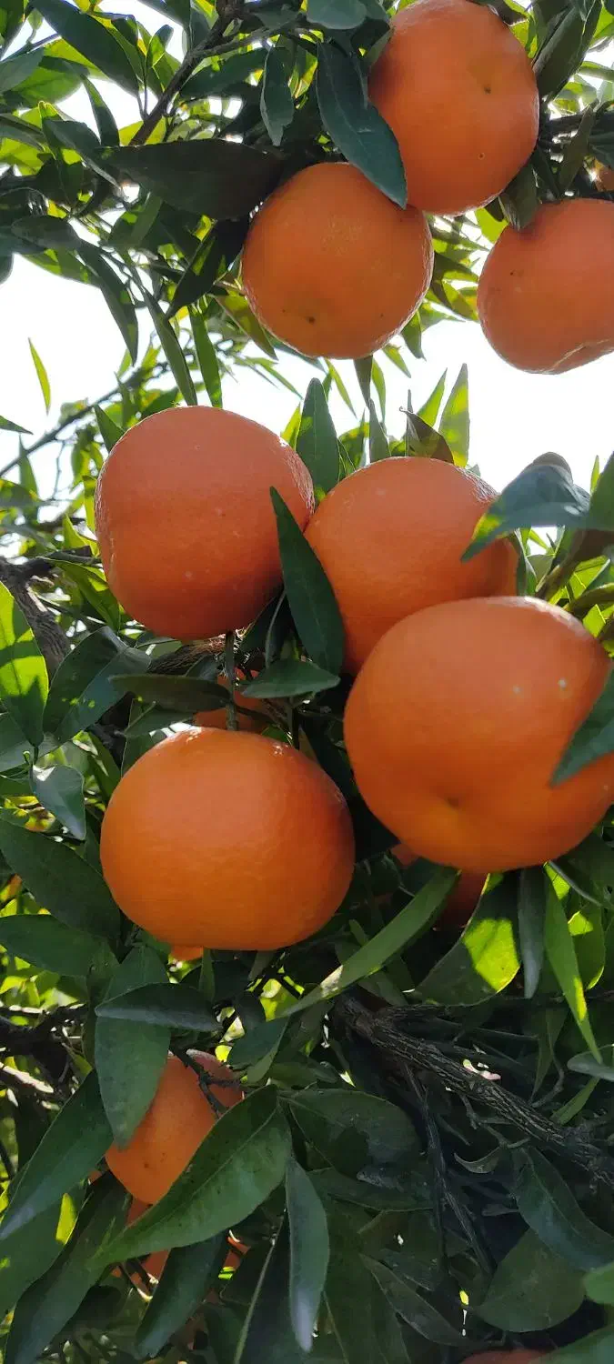 فروش یافا و پچ|خوردنی و آشامیدنی|ساری, |دیوار