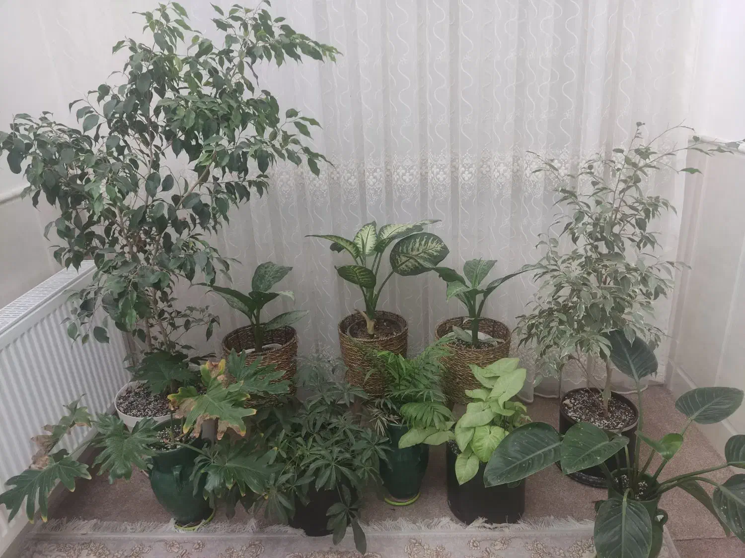 گل و گلدان|گل و گیاه طبیعی|اردکان, |دیوار