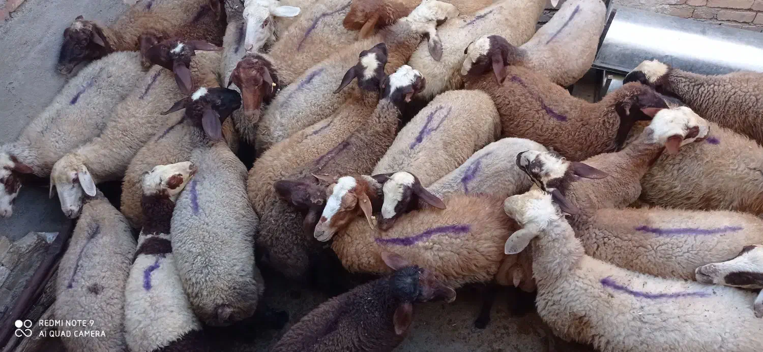 گوسفند و شیشک فروشی|حیوانات مزرعه|باوله, |دیوار