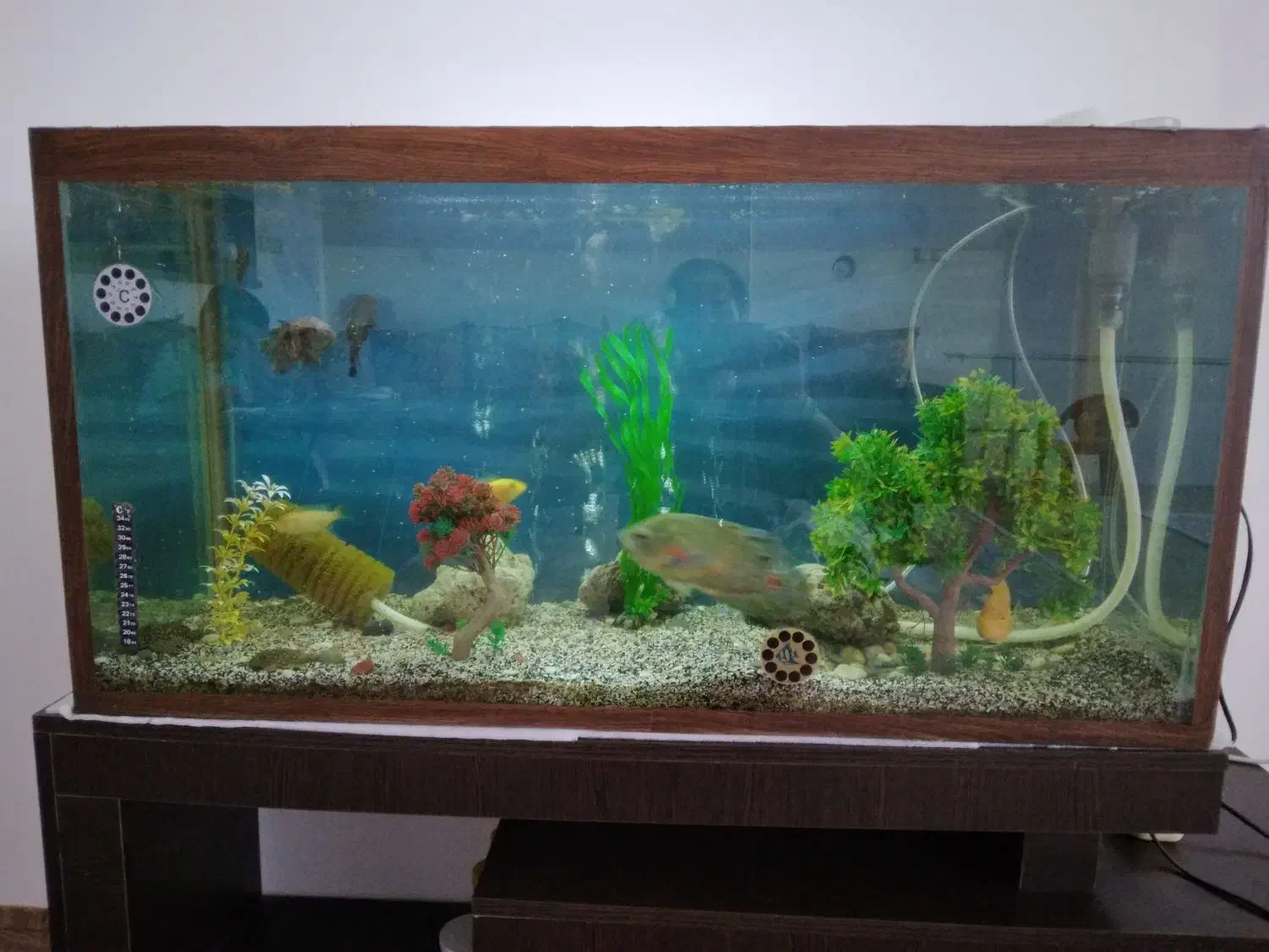 آکواریوم|ماهی|خرمدره, |دیوار