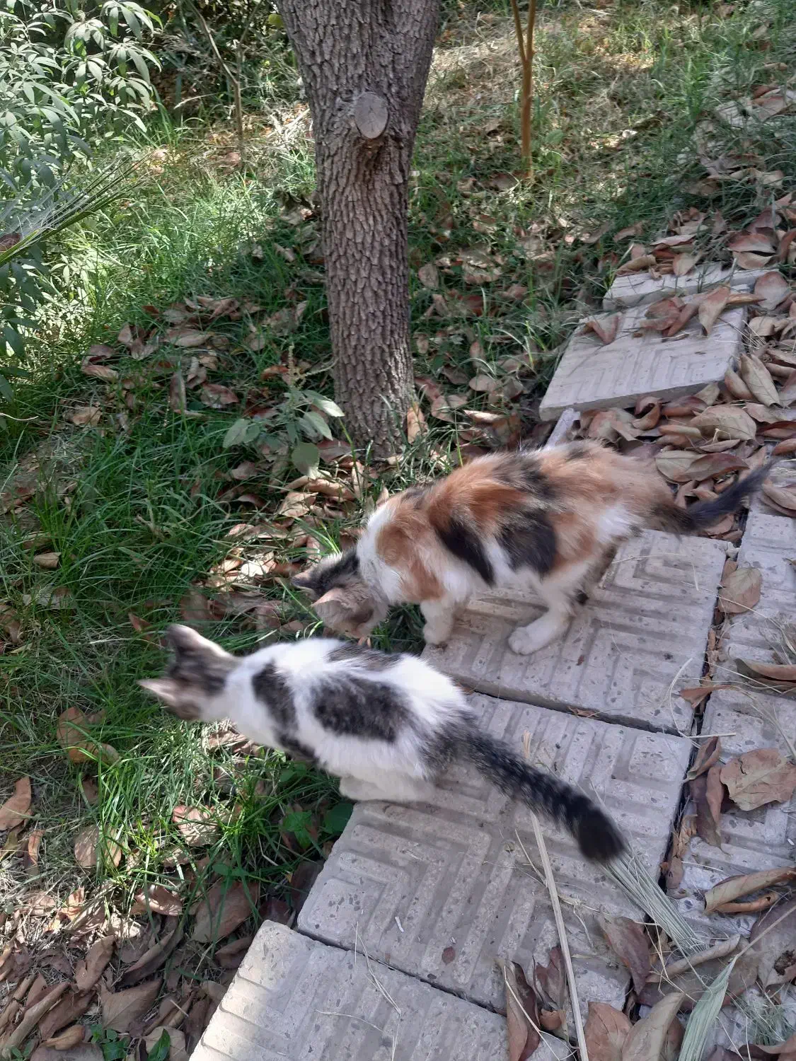 گربه رایگان|گربه|یزد, |دیوار