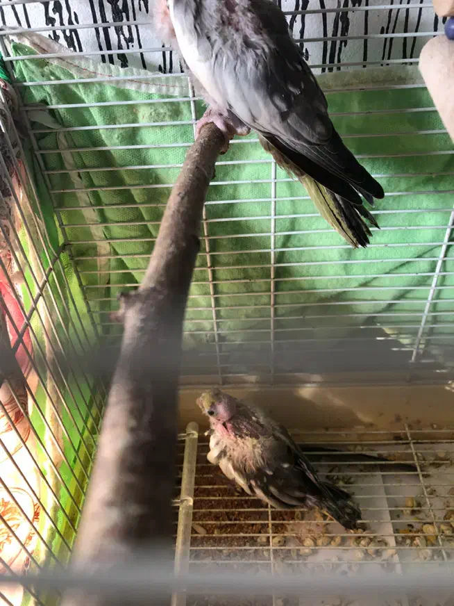 چهار عدد عروس هلندی|پرنده|آزادشهر, |دیوار