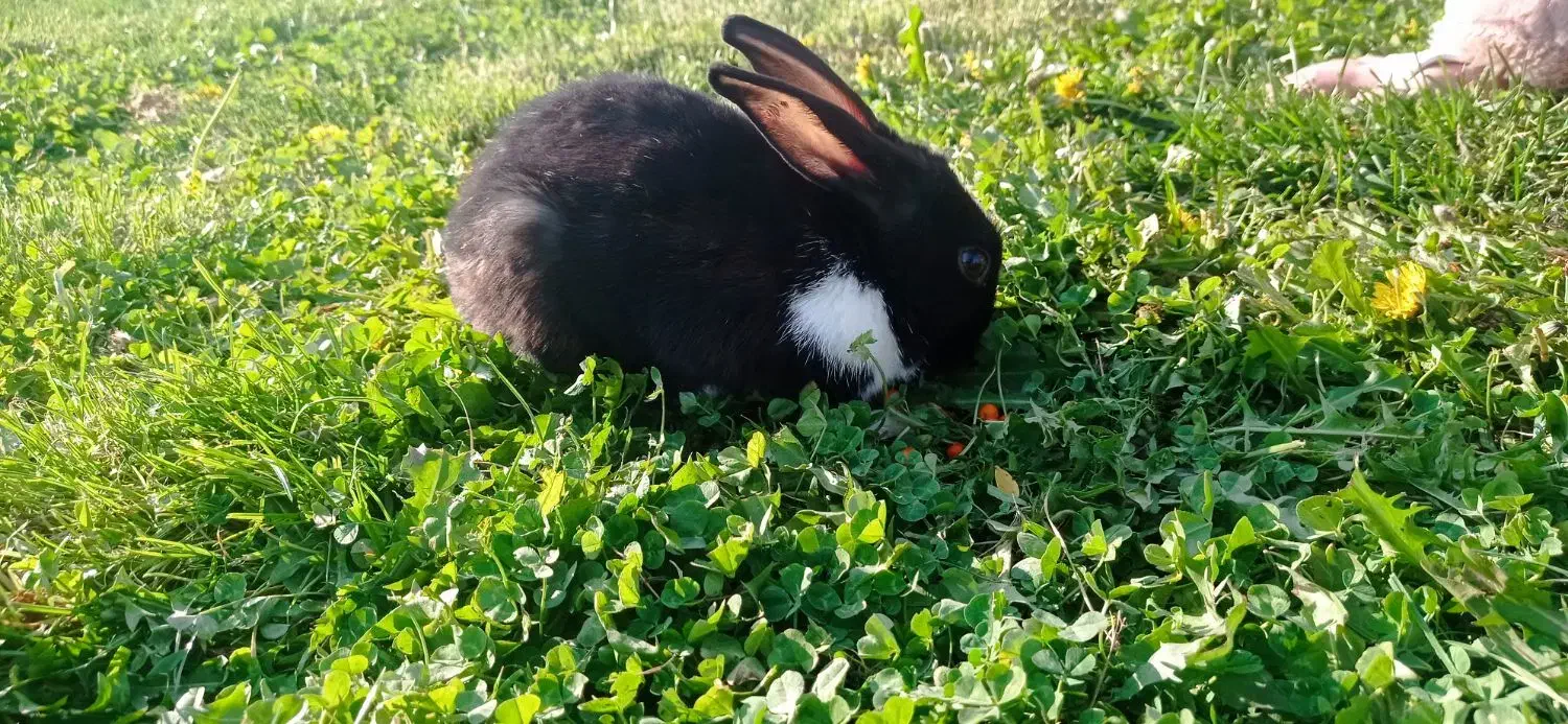 خرگوش|موش و خرگوش|لنجان, |دیوار