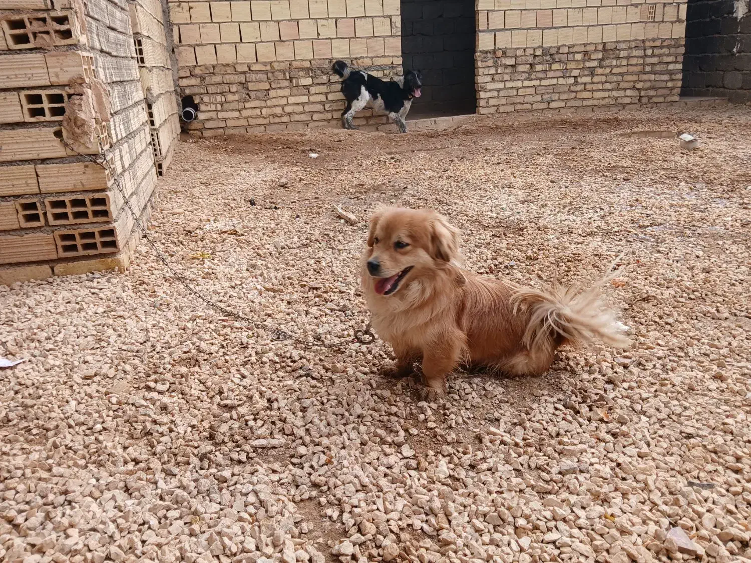 گمشده|حیوانات|برخوار, |دیوار