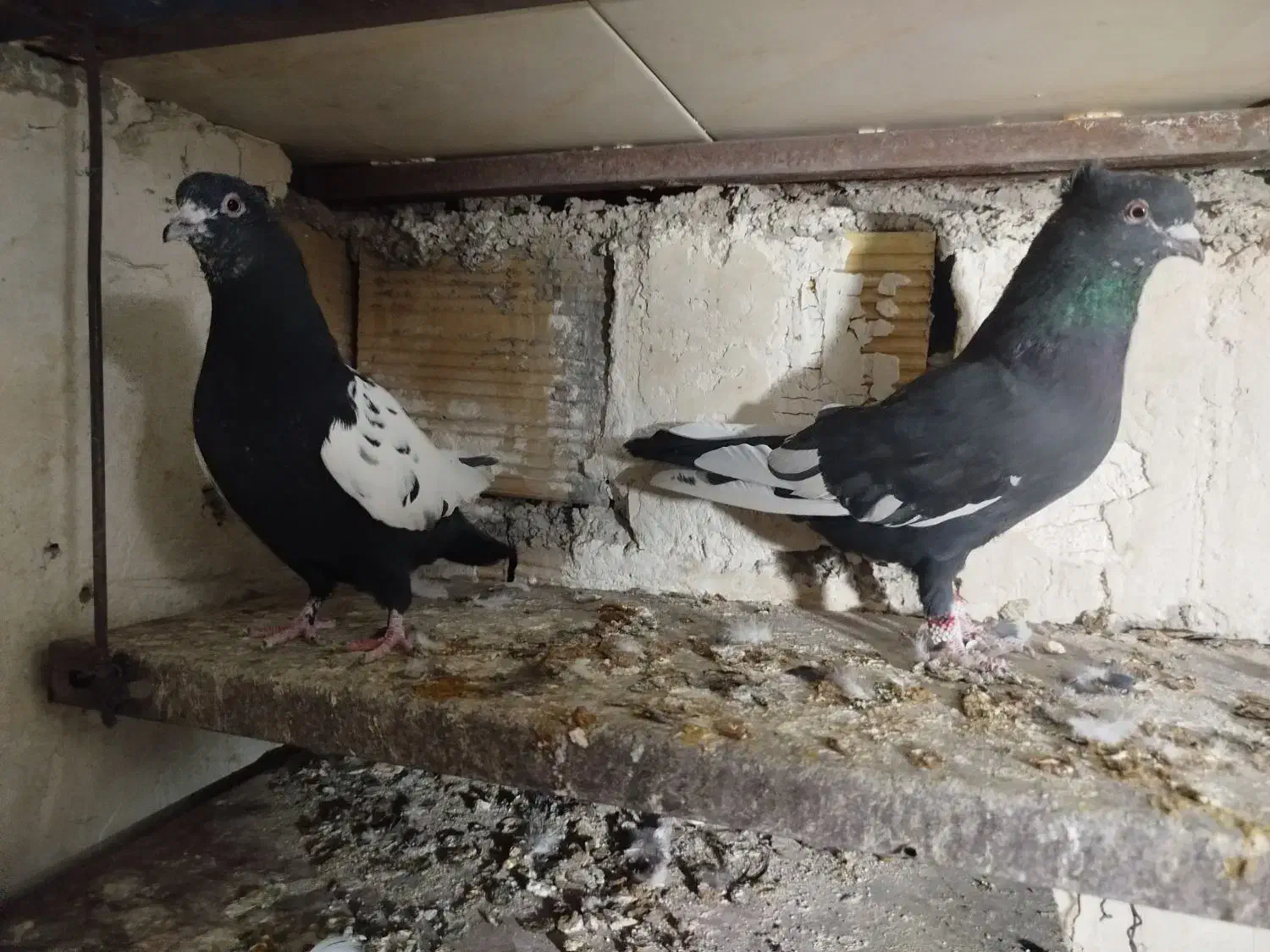 کبوتر رنگی|پرنده|الوند, |دیوار