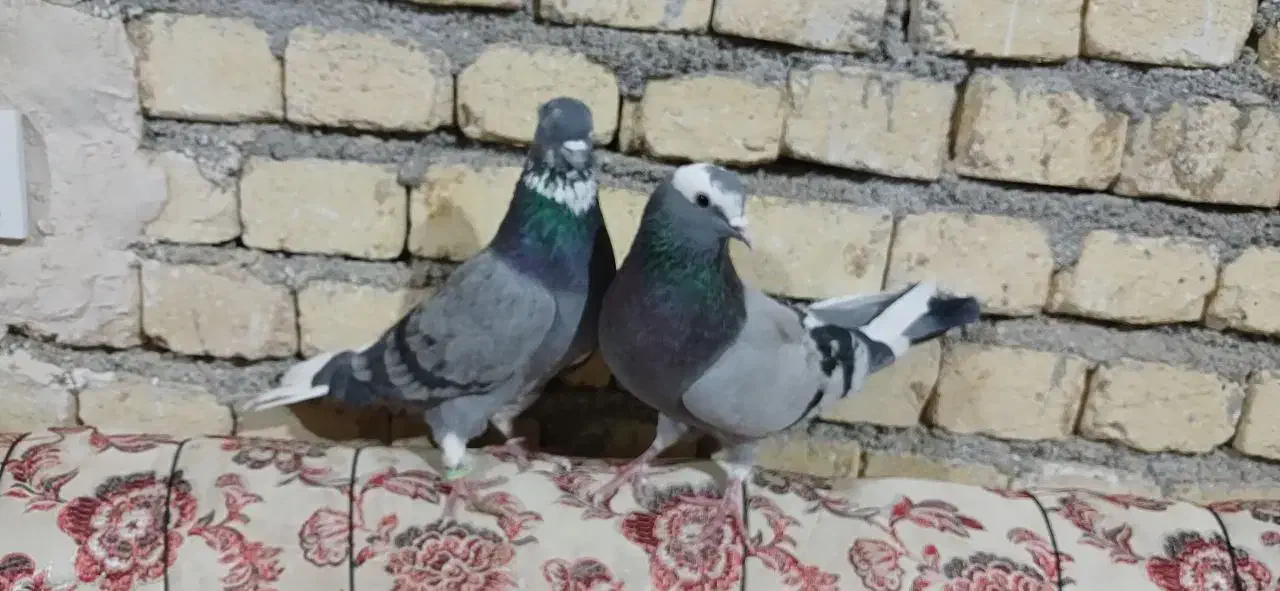 کبوتر|پرنده|فامنین, |دیوار