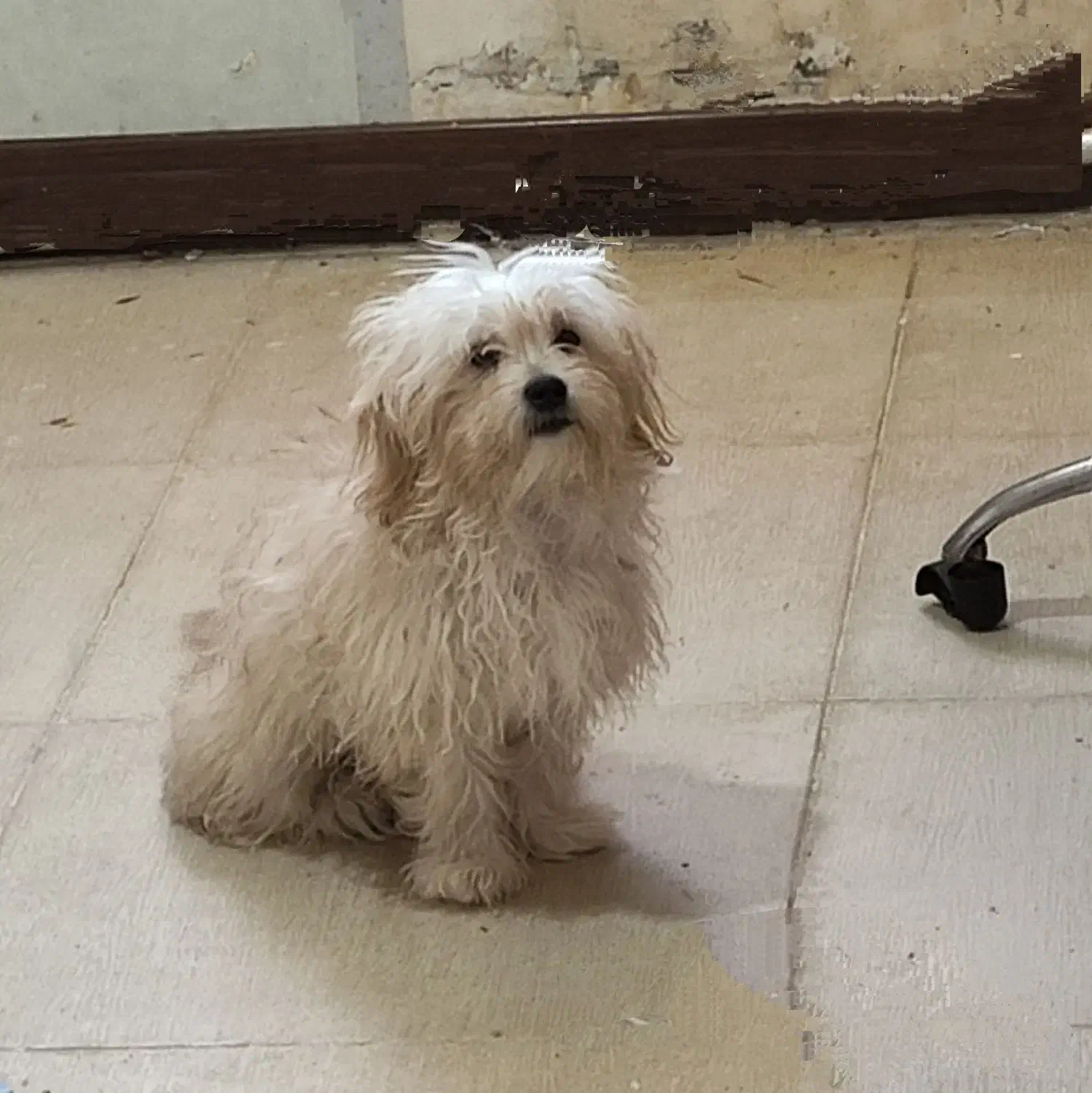 سگ عروسکی|سگ|شیراز, بعثت|دیوار