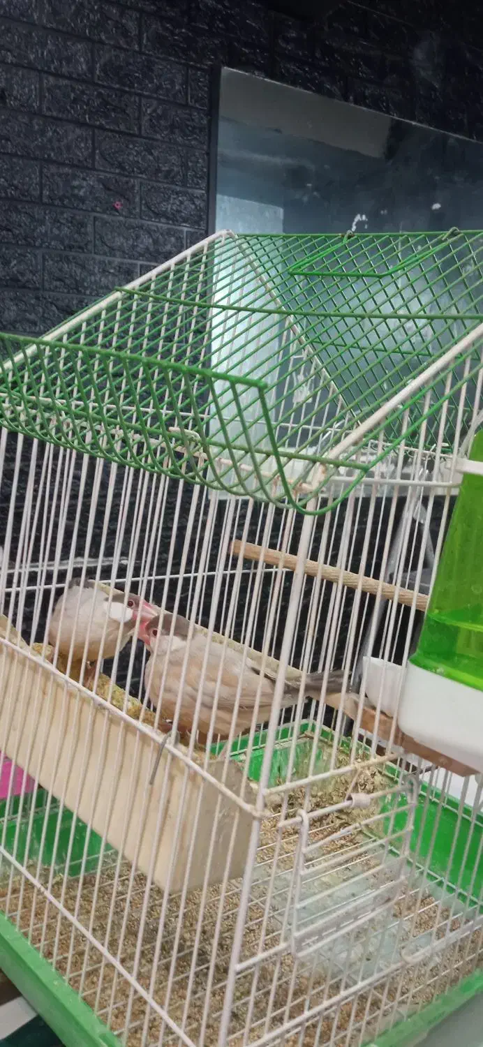 سهره|پرنده|قم, بکایی|دیوار