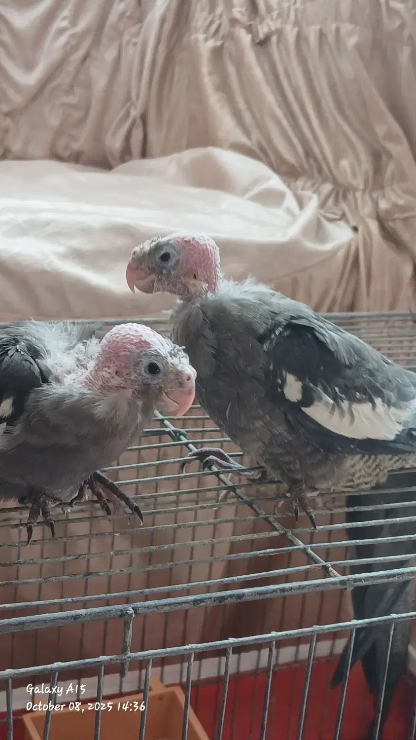 جوجه ۳۵ روزه سینامون|پرنده|سراب, |دیوار