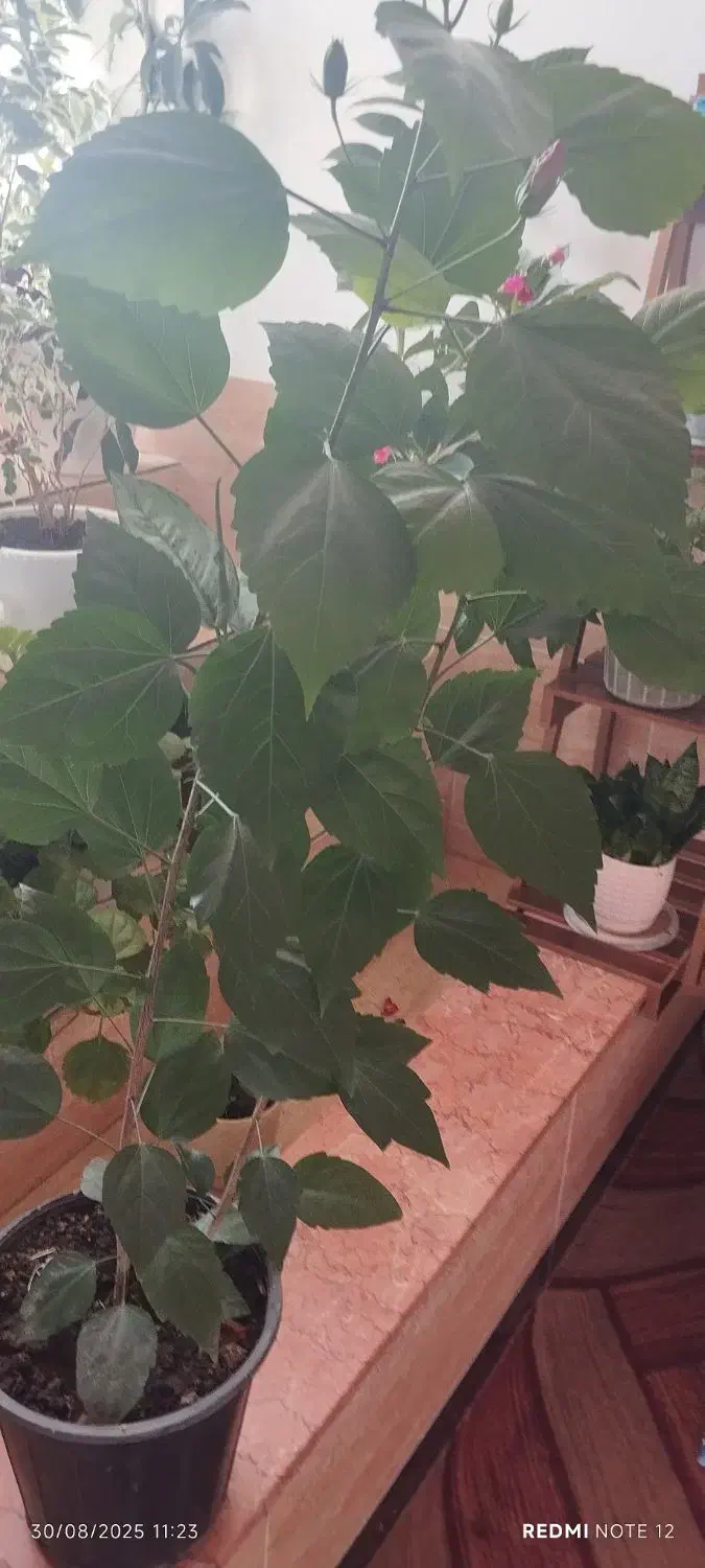 گلهای طبیعی اپارتمانی|گل و گیاه طبیعی|خلخال, |دیوار