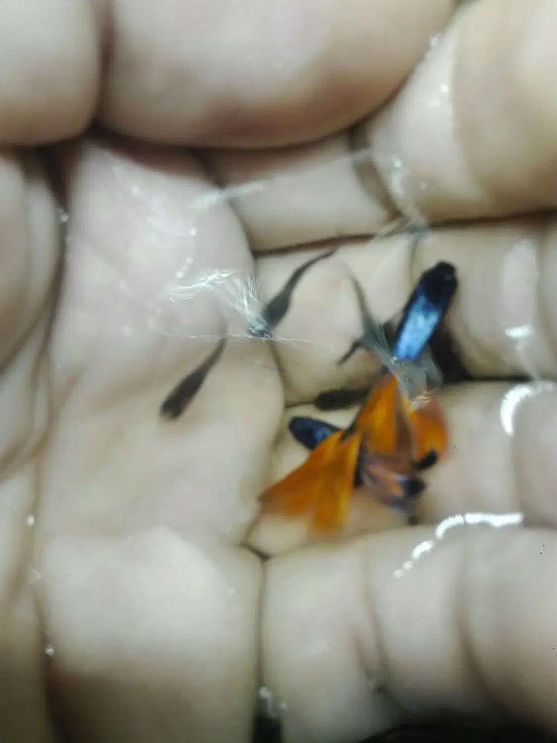 گوپی ومیگو .|ماهی|کرمان, |دیوار