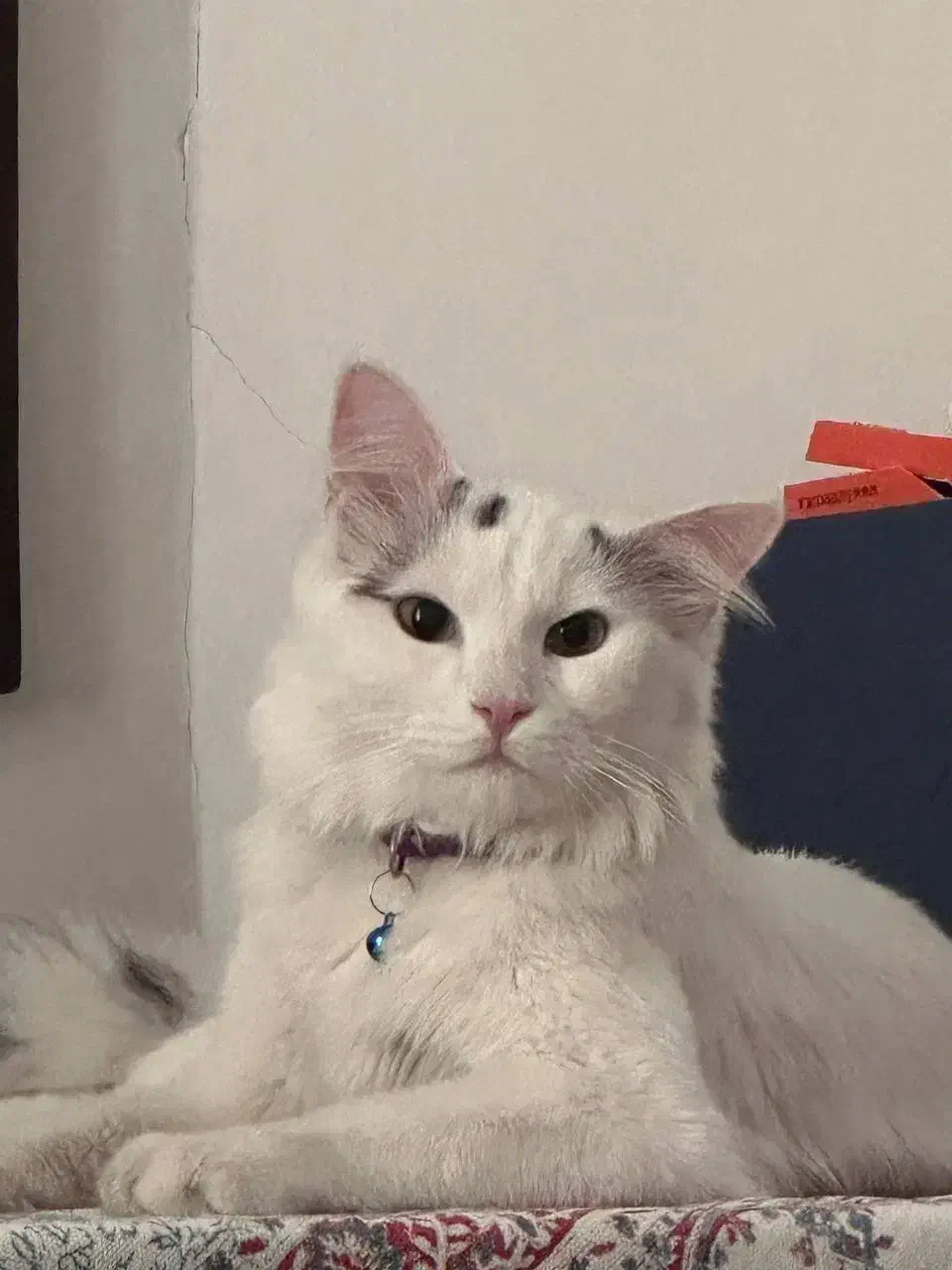 گربه پرشین کاملا اهلی ۳ساله|گربه|میاندوآب, |دیوار