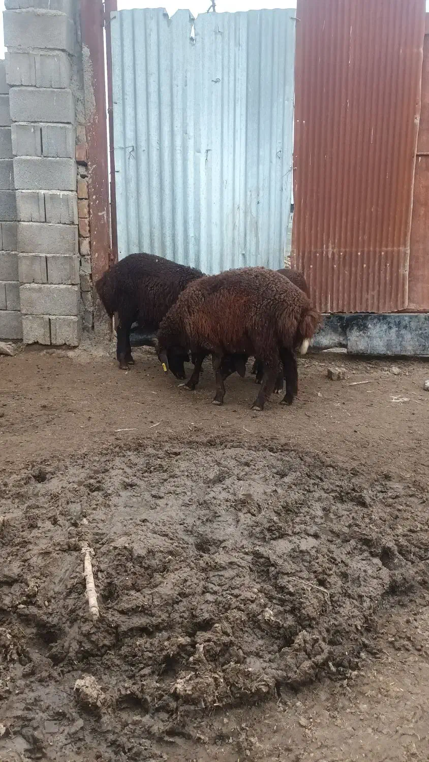 بره نر|حیوانات مزرعه|تاتار علیا, |دیوار