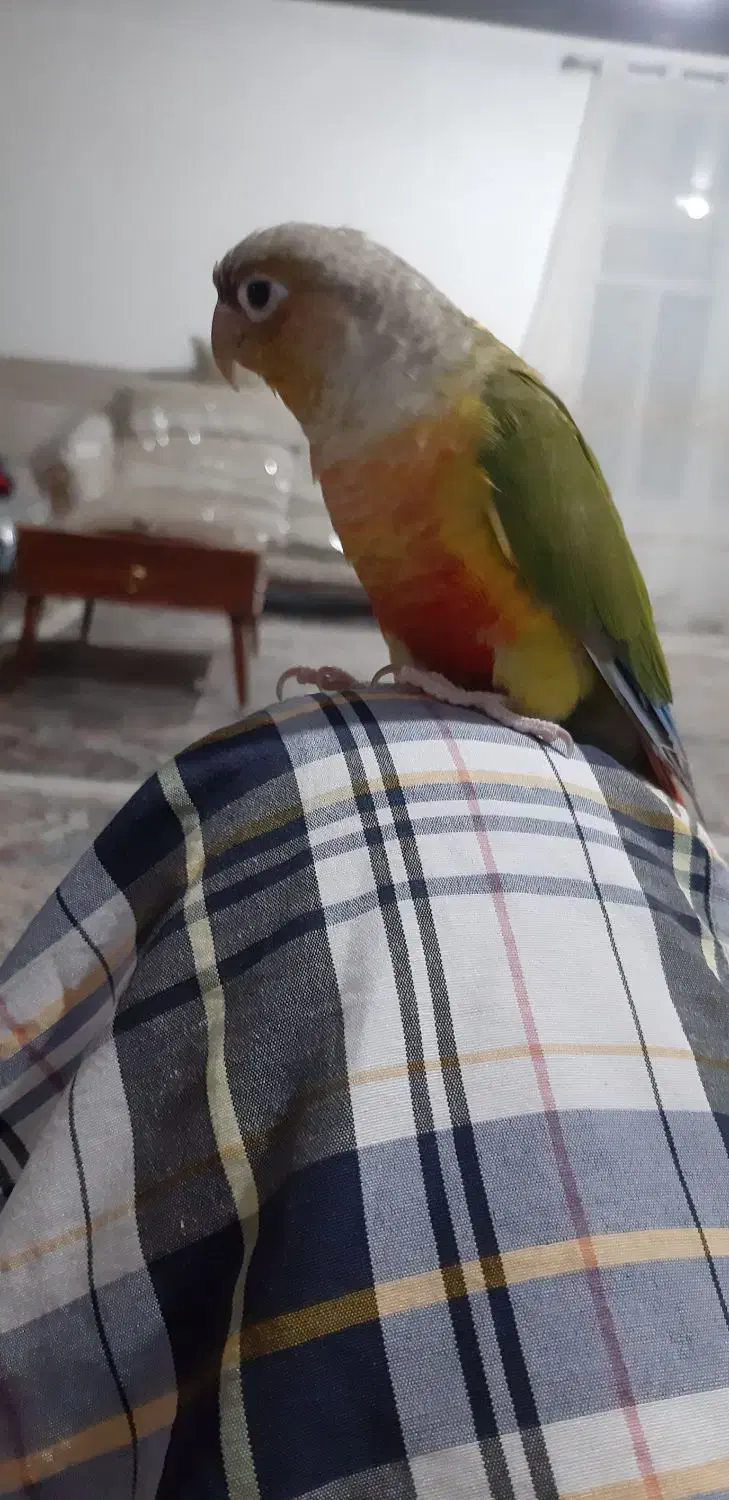 یک جفت گرینچیک رام و دستی|پرنده|بافت, |دیوار