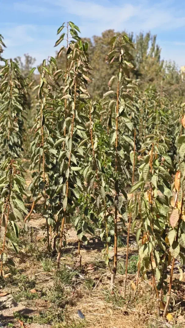 نهال گیلاس تکدانه مشهد|خدمات باغبانی و درختکاری|مرند, |دیوار