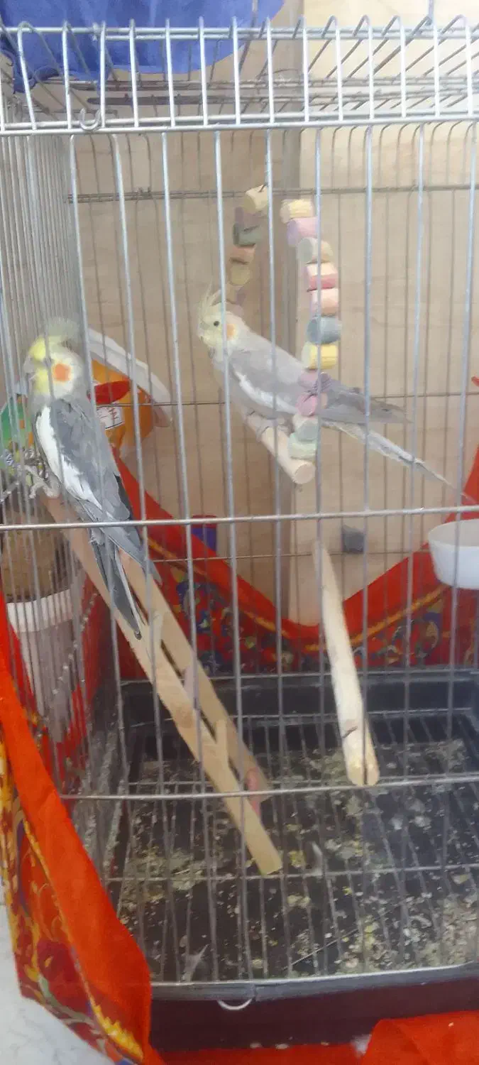 عروس هلندی|پرنده|شازند, |دیوار