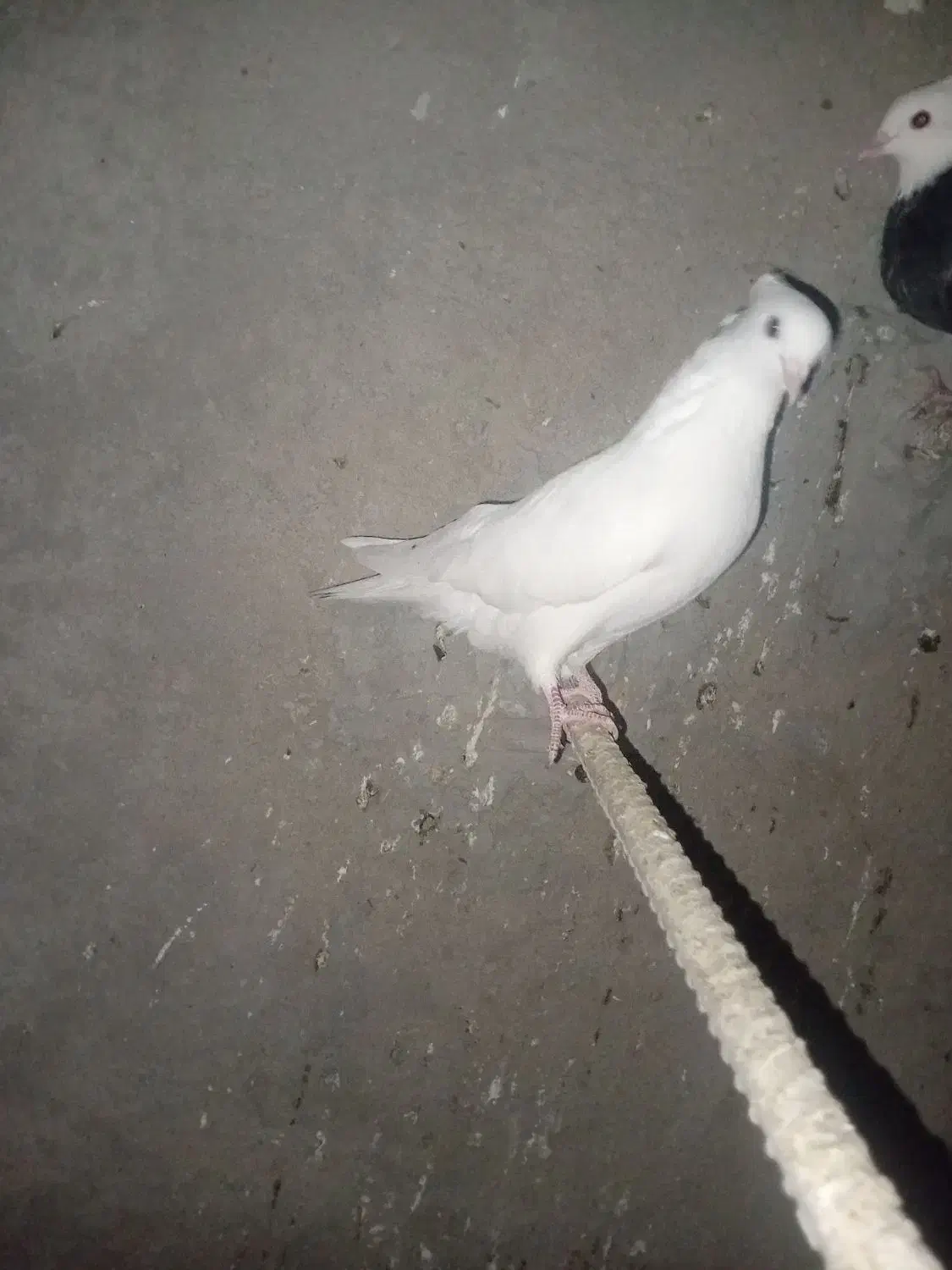 کفتر نر مهر|پرنده|ساوه, |دیوار