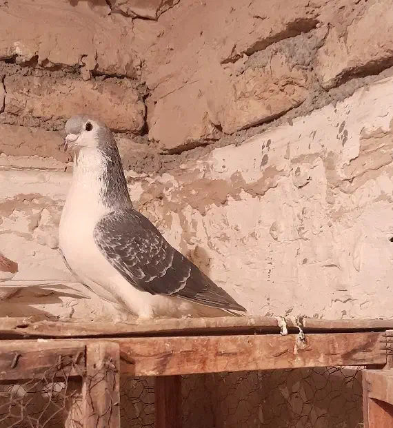 دوتا کبوتر رنگی جفت نر مست|پرنده|پاکدشت, پاکدشت (مامازند)|دیوار