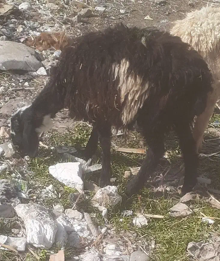 بره گوسفند افشاری|حیوانات مزرعه|مینودشت, |دیوار