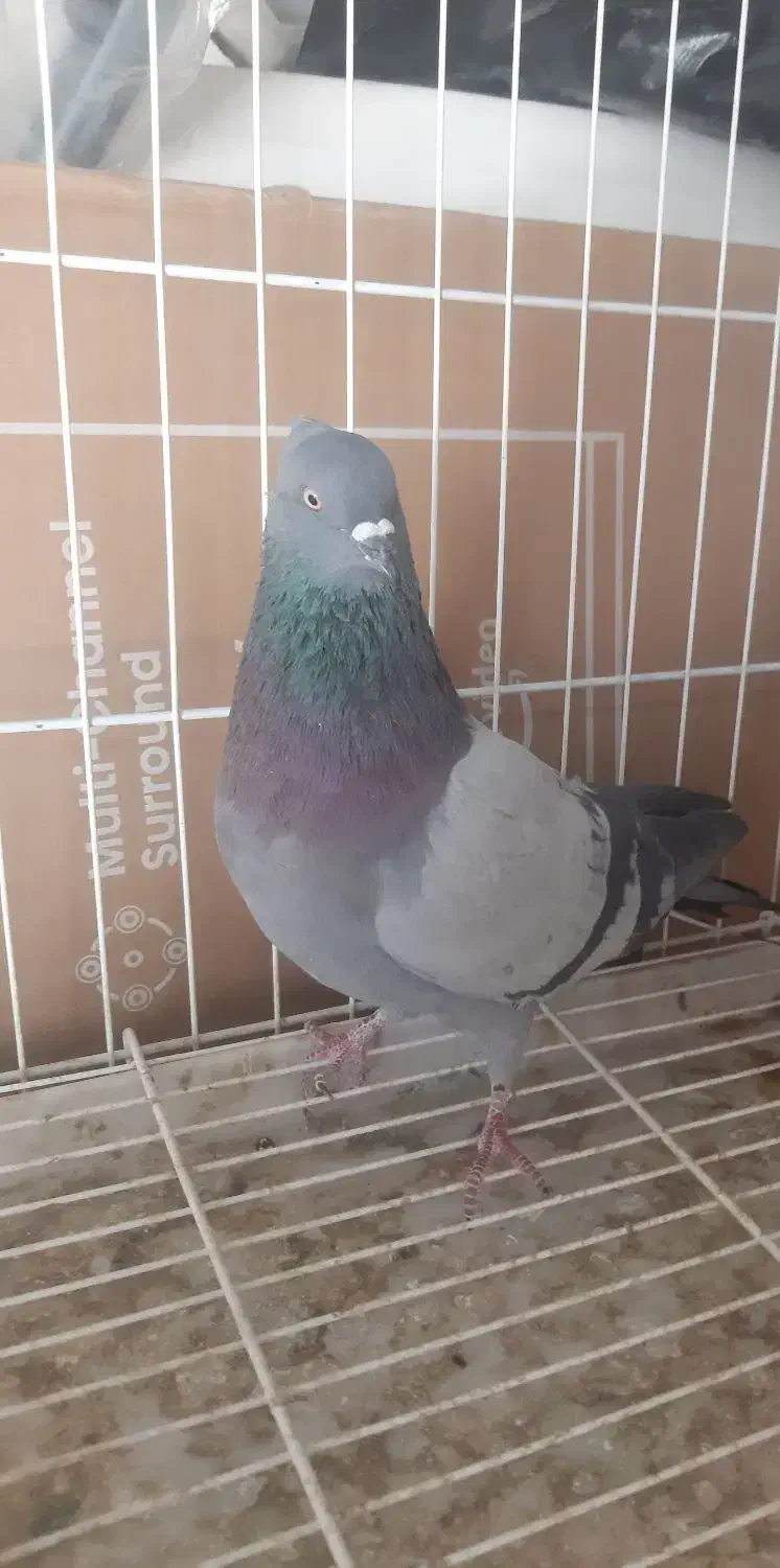 سبز کاکلی|پرنده|فردیس, نسترن شرقی|دیوار