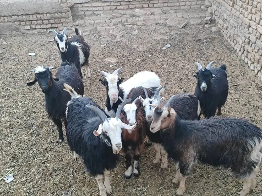 فروش بزغاله نر وماده|حیوانات مزرعه|جوادآباد, |دیوار