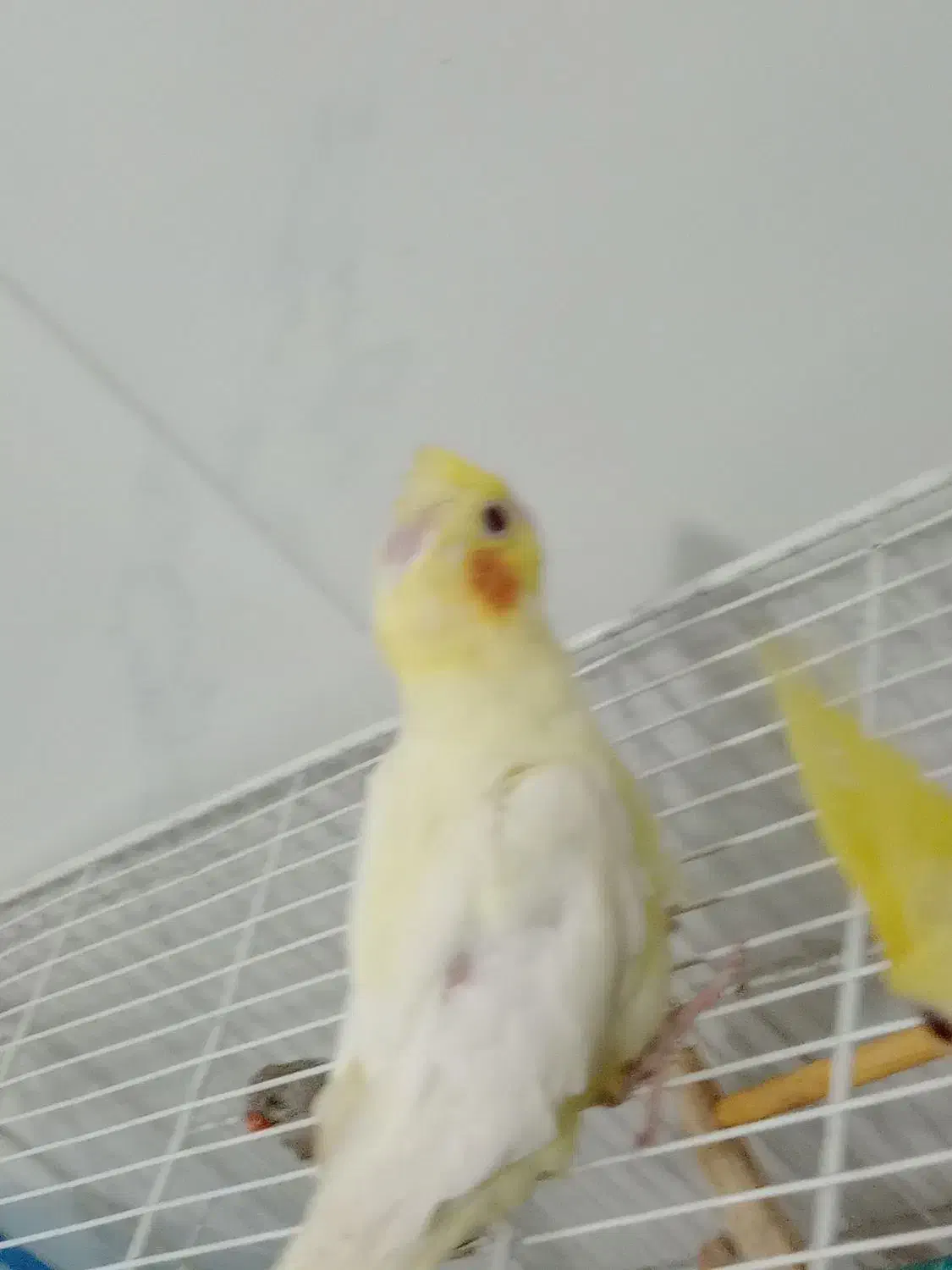 4 عدد عروس هلندی|پرنده|قرچک, پویینک|دیوار