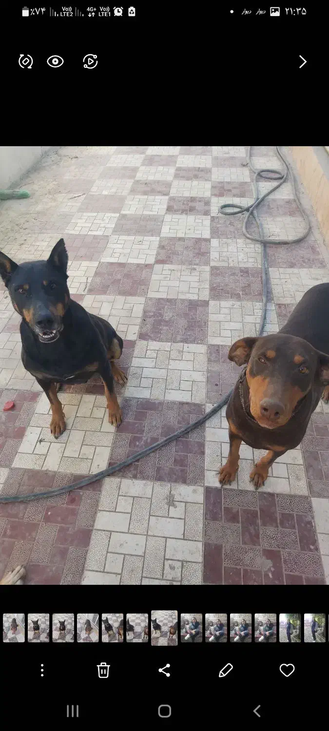 دوبرمن|سگ|کرج, خرمدشت|دیوار