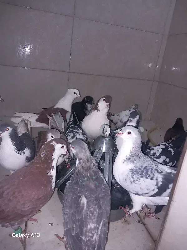 مگسی|پرنده|مشهد, طلاب|دیوار