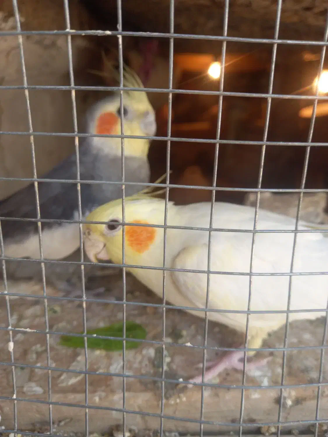 دوجفت عروس هلندی رام|پرنده|مهرستان, |دیوار