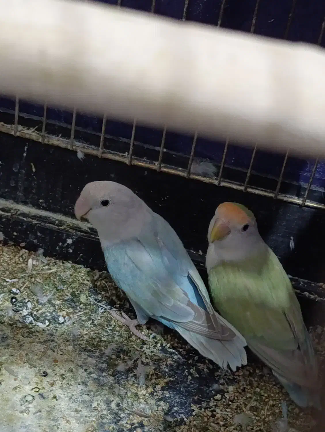 یک جفت طوطی کوتوله مولد تخم گذاشتن|پرنده|کرمان, |دیوار