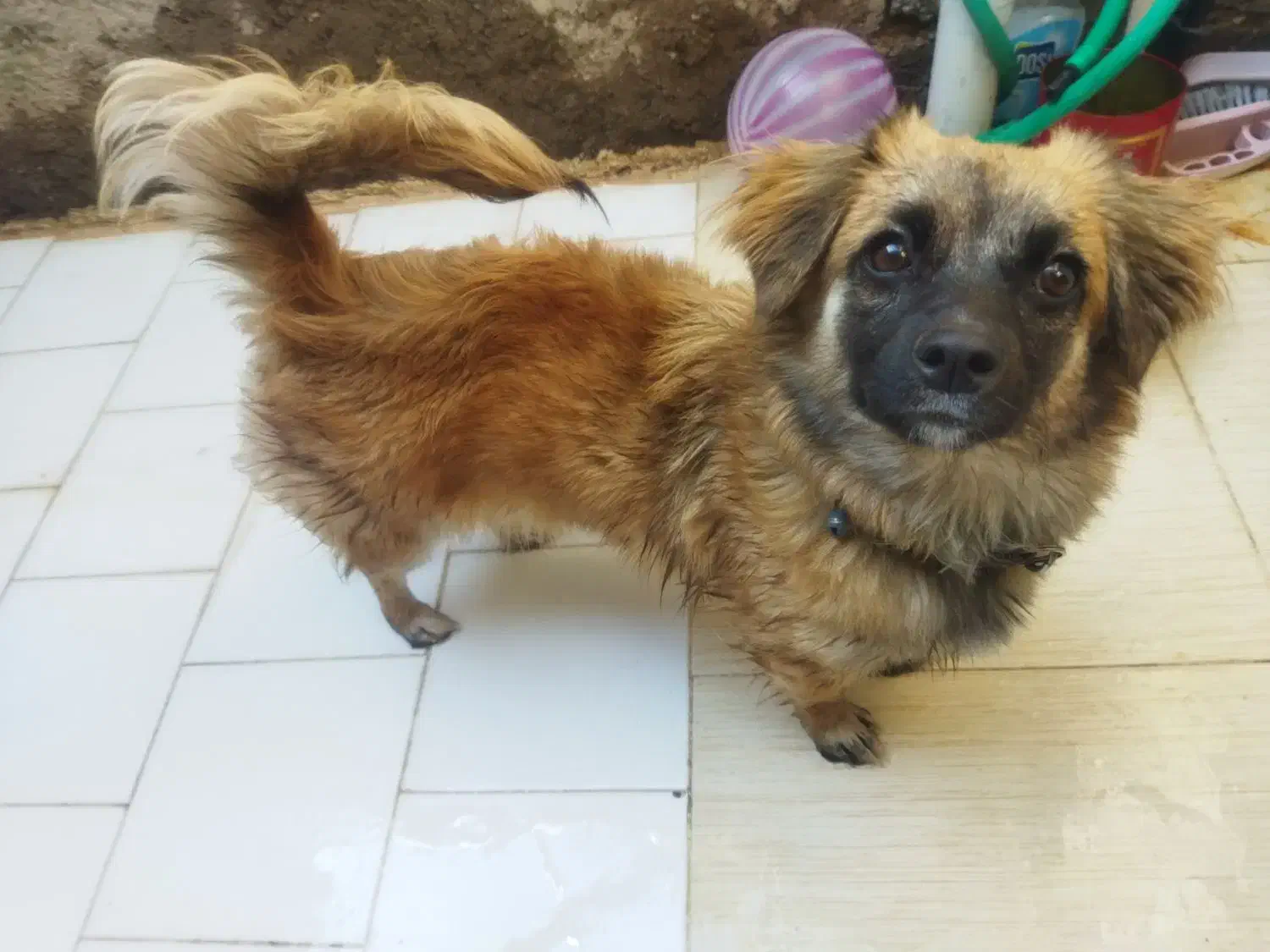 سگ پا کوتاه|سگ|سیرجان, |دیوار